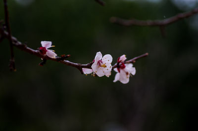 Close-up of cherry blossoms in spring