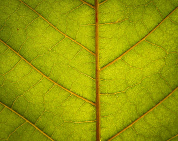 Full frame shot of green leaf