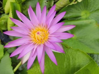 Close-up of pink flower