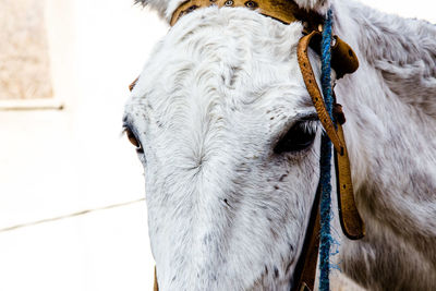 Cropped image of horse