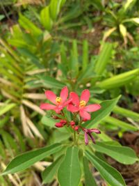 Close-up of pink frangipani blooming outdoors