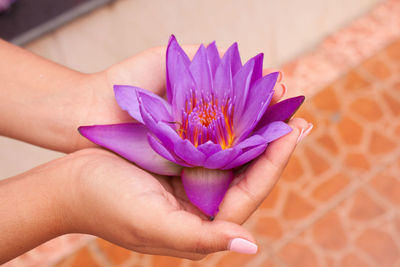 Close-up of hand holding purple flower