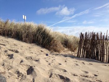 Bushes on sandy beach against sky