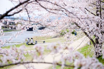 Close-up of cherry tree in park