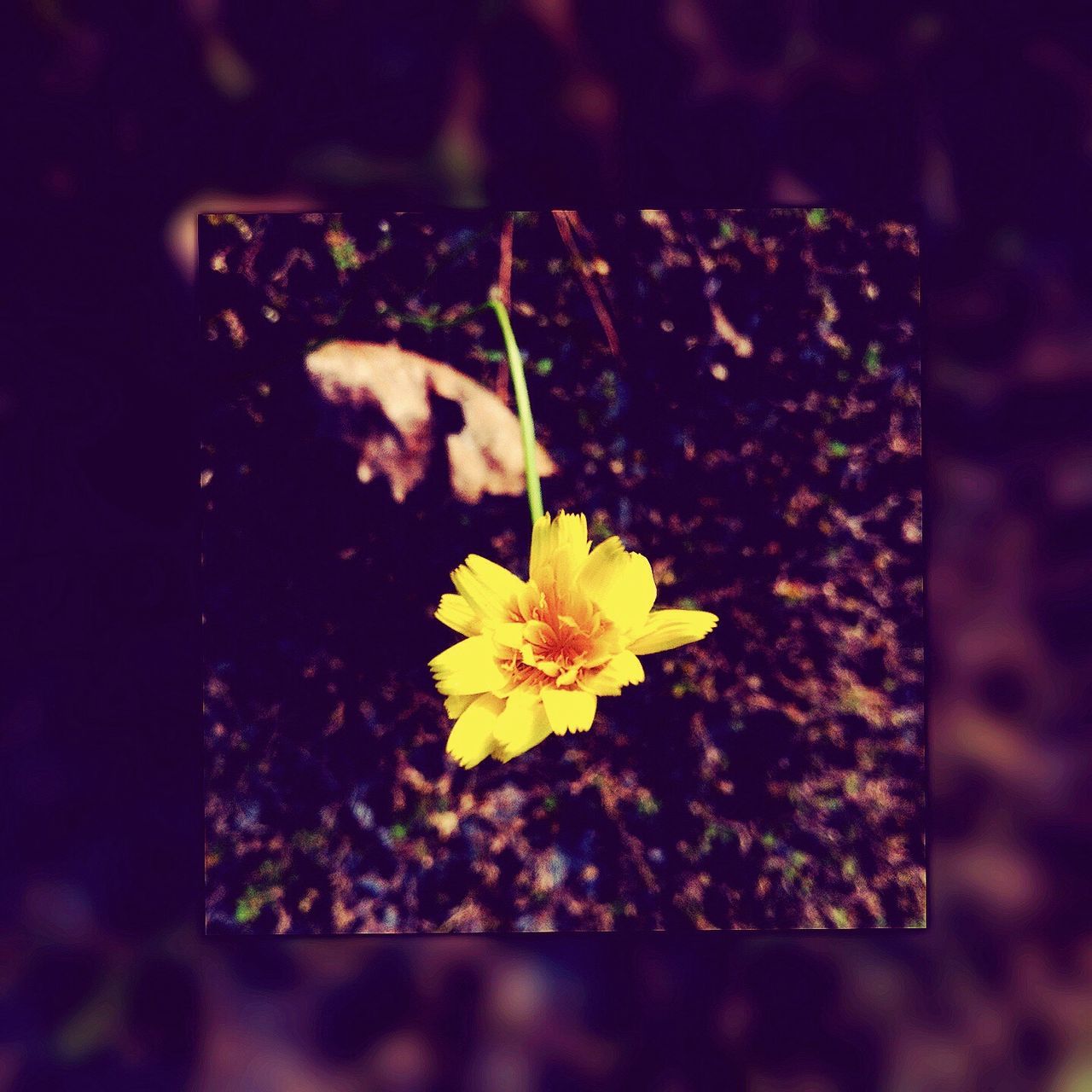 flower, petal, yellow, fragility, flower head, close-up, freshness, high angle view, single flower, nature, beauty in nature, growth, selective focus, plant, focus on foreground, blooming, no people, leaf, outdoors, day