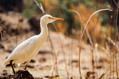 Close-up of bird perching on a field