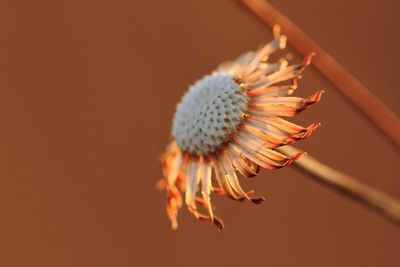 Close-up of flower head