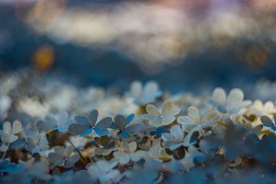 Close-up of leaves on plant against sky