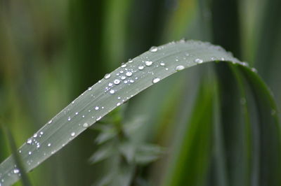 Close-up of raindrops on leaf