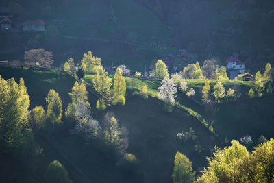 High angle view of trees by river