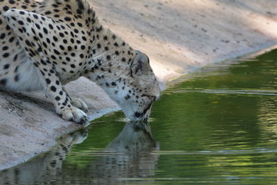 Cat drinking water from a lake