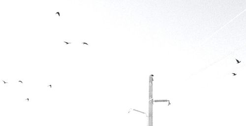 Low angle view of birds flying in sky