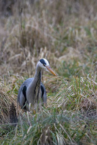 A close-up of a grey heron in a grass field