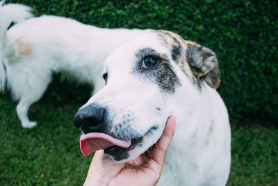 Close-up of hand holding dog