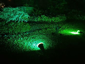 Illuminated plants at night