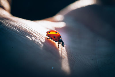 Close-up of ladybug on finger
