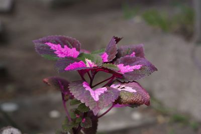 Close-up of pink flowering plant