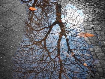 Reflection of bare trees in puddle