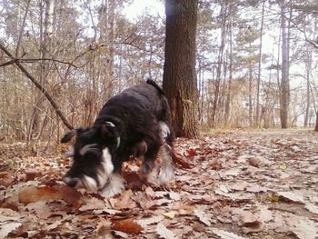 Dog on tree