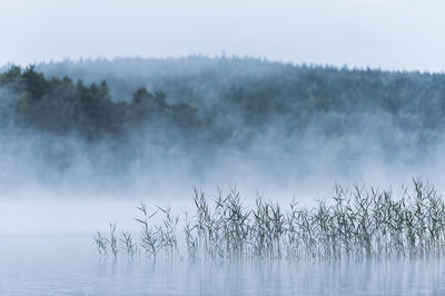 Misty lake with reeds, sweden