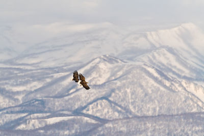 Bird flying over snow covered mountain