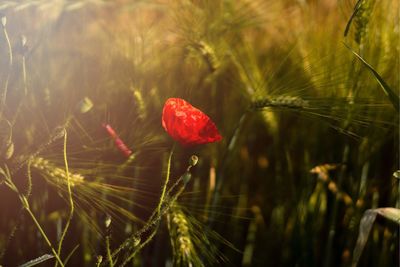 Close-up of red poppy flower on field