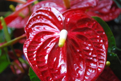 Close-up of raindrops on red flowering plant