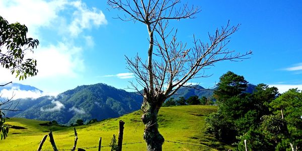 Scenic view of field against sky