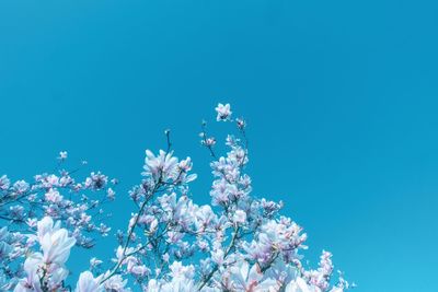 Low angle view of cherry blossom against blue sky