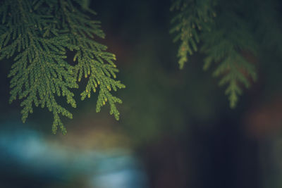 Close-up of pine tree