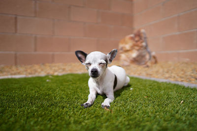 Portrait of dog running on grass