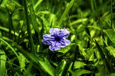 Close-up of purple flowering plant