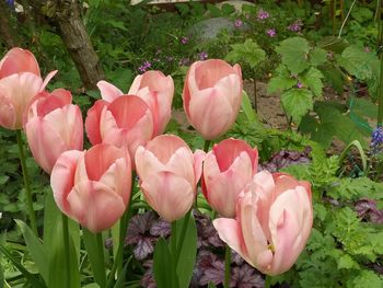 Close-up of pink tulips on field