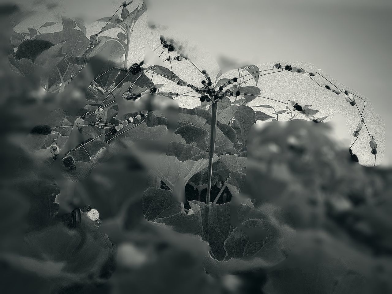 flower, growth, plant, focus on foreground, close-up, fragility, nature, stem, selective focus, freshness, sky, beauty in nature, tranquility, twig, dry, day, outdoors, growing, no people, branch