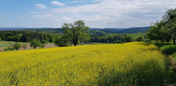 Scenic view of oilseed rape field against sky