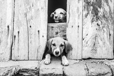 Portrait of dog sitting on wood