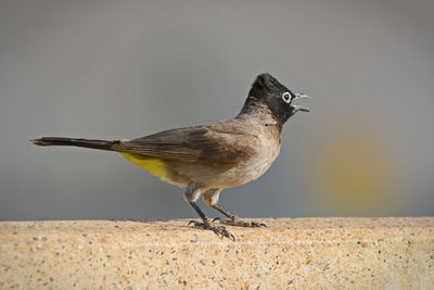 Close-up of bird perching on branch