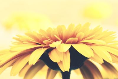 Close-up of yellow flowering plant