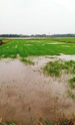 Scenic view of rice field against sky