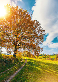 Tree on field against sky during autumn