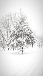 Bare tree on snow covered landscape against clear sky
