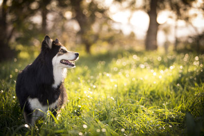 Dog on grass