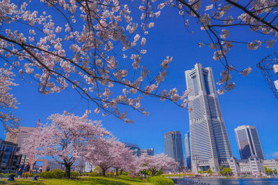 Low angle view of flowering tree and buildings against sky