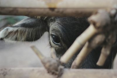 Close-up of a horse