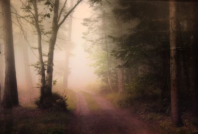Dirt road in forest in foggy weather