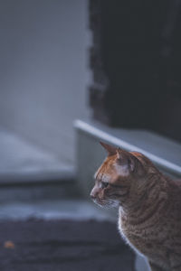 Close-up of cat