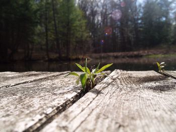 Surface level of leaves