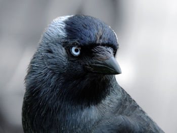 Close-up of a bird looking away