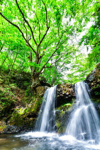 Scenic view of waterfall in forest