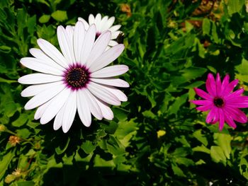 Close-up of flowers blooming outdoors